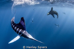 Marlin vs. Sea Lion by Henley Spiers 